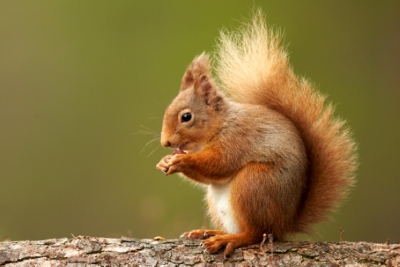 The reintroduction of red squirrels into mainland England